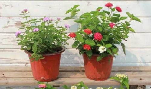 农民阿老最新爆料视频,揭秘农村现状,农民心声引关注